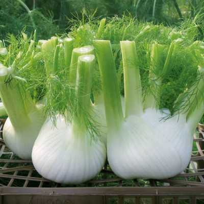 Фенхель Флоренція (Садиба центр) 0.5г