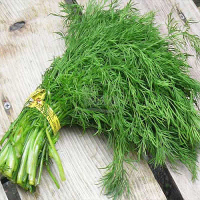 Кріп Лісногородськийський (Елітсорт)  3 г