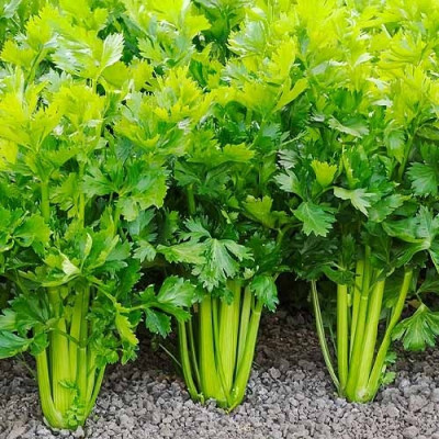 Селера листова (Садиба) 0.5г