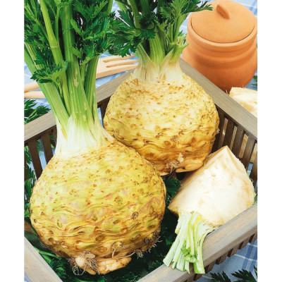 Селера коренева Празький гігант (Садиба) 0.5г