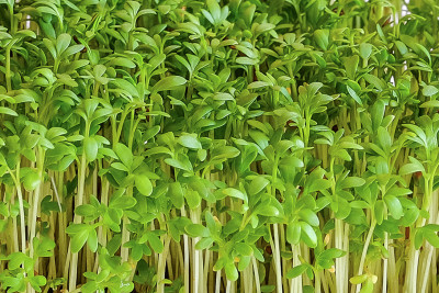 Крес-салат (Елітсорт) 1 г