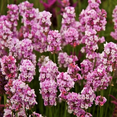 Лаванда Rosea (р9)