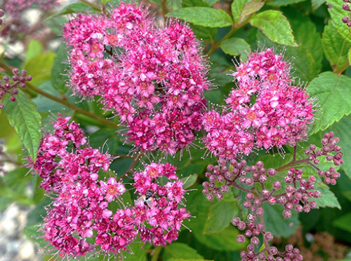 Спірея японська Голден Принцес, Spiraea japonica Golden Princess 2л