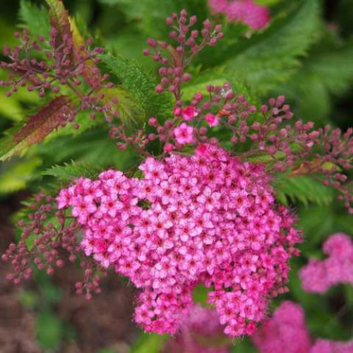 Спірея японська Соня (Sonia) 2л