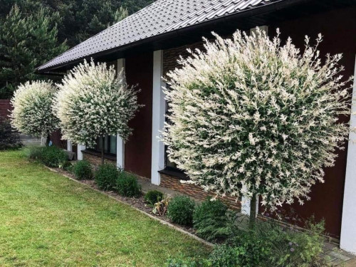 Верба цільнолиста Hakuro-Nishiki Хакуро-Нішікі 12л