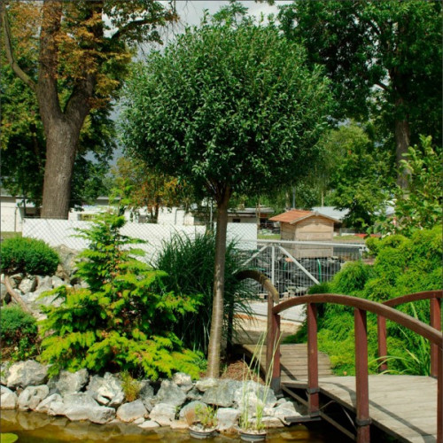 Вишня на штамбі Глобоза 10л