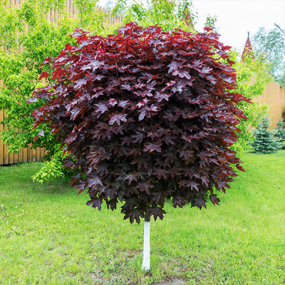 Клен червонолистий 10 л