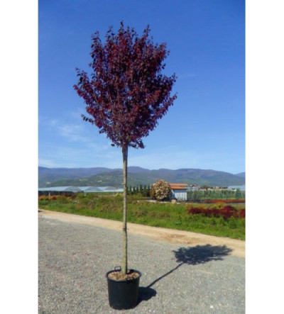 Слива червонолиста 