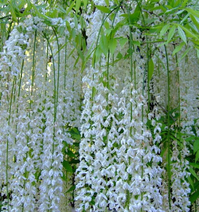 Гліцинія Альба (біла) 3л