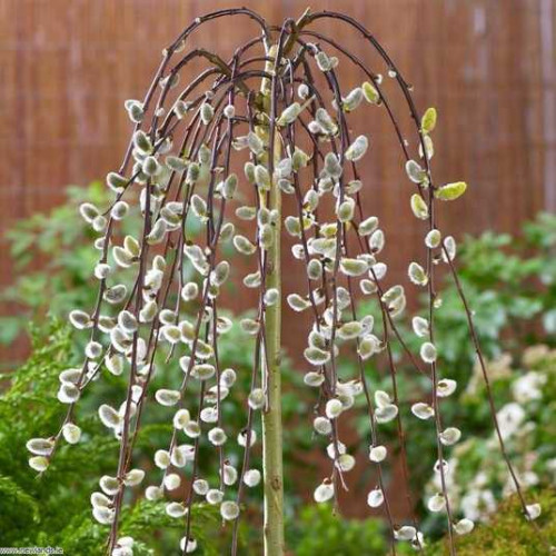 Верба плакуча на штамбі 10 л