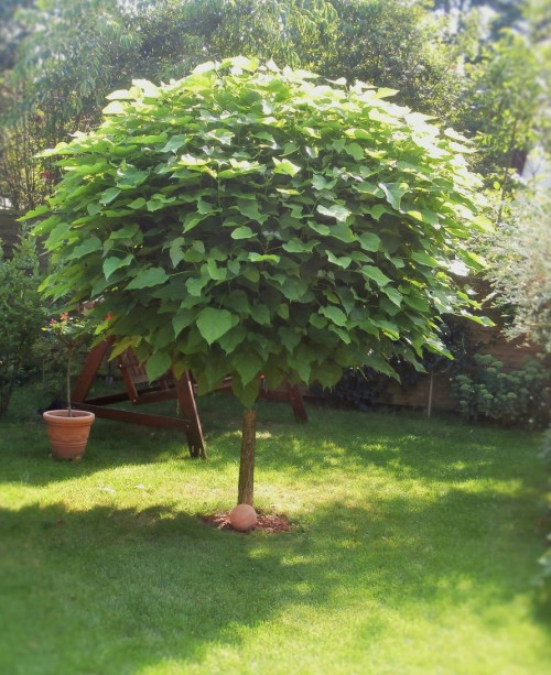 Шовковиця куляста на штамбі 10 л