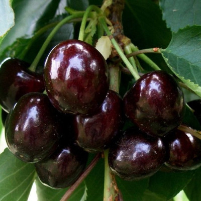 Кордія (пізня)