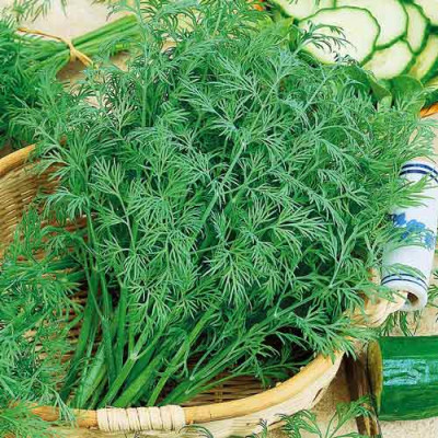 Кріп Амброзія (Садиба) 10г