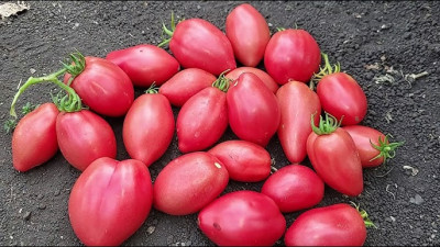 Томат Мексиканець (Флора маркет) 0.1 г