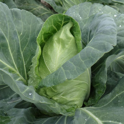 Капуста Волове серце (Елітсорт) 1г