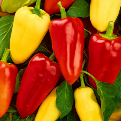 Перець солодкий Білозірка (Садиба) 0.3г