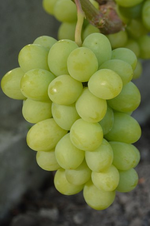 Виноград 