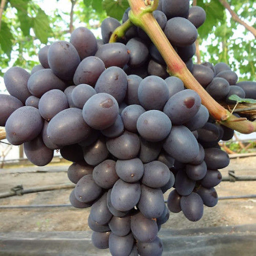 Подарунок Нєсвєтая