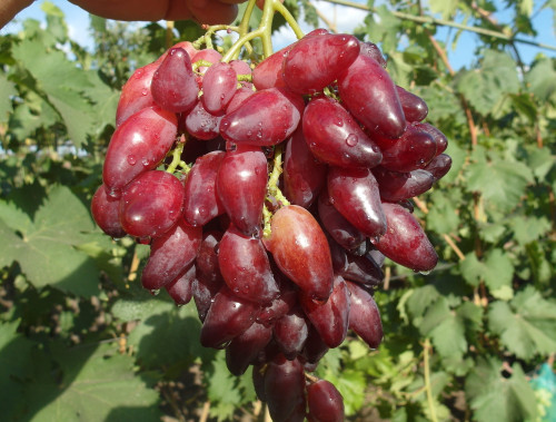 Перцевий Червоний