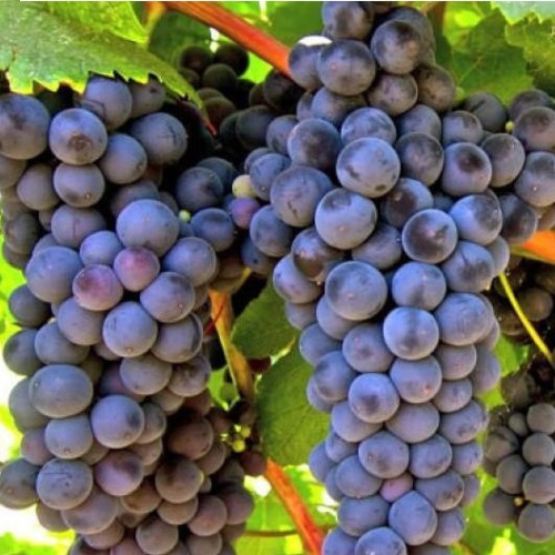 Лівадійський чорний