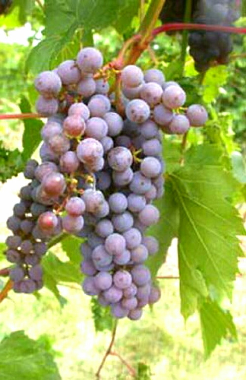 Фронтин`як Грі