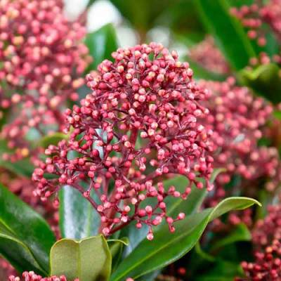 Скімія японська Rubella