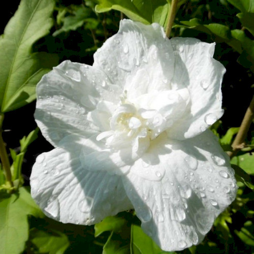 Гібіскус махровий білий
