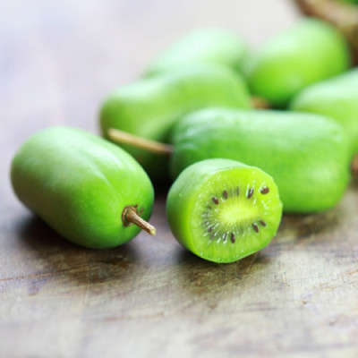 Актинідія Київська крупноплідна (жінка) 2-х річна