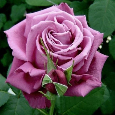 Клод Брассер (Claude Brasseur)