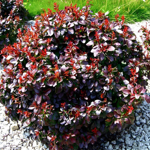 Барбарис Тунберга Багатель (Bagatelle) C2