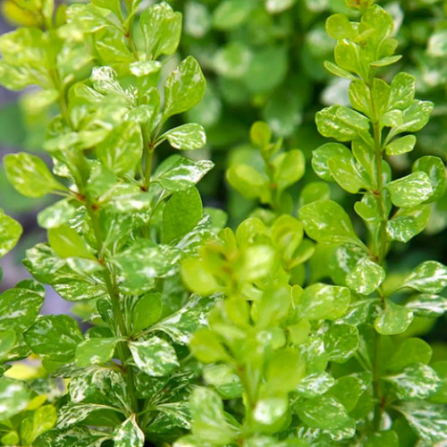 Барбарис Тунберга Корнік (Kornik) C3