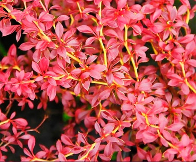 Барбарис Тунберга Оранж Дрім (Orange Dream) C3