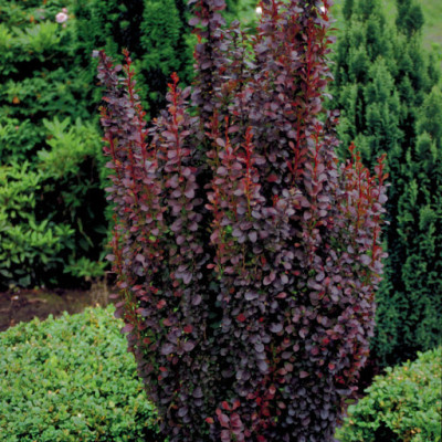 Барбарис Оттавський Superba р9