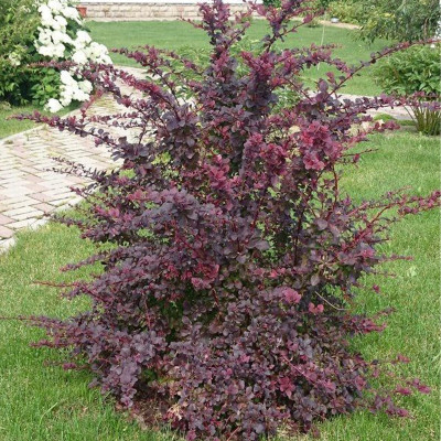 Барбарис Оттавський Superba С3