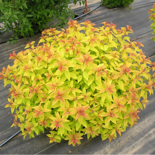 Спірея японська Меджік Карпет (Magic Carpet) C3