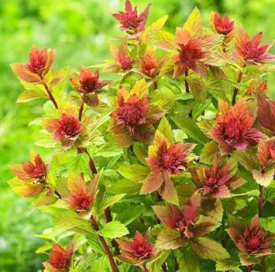 Спірея японська Спарклін Шампань (Sparkling Champagne) C2