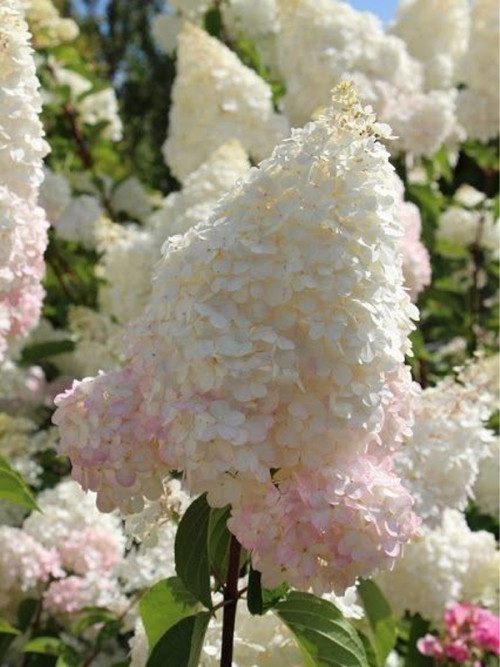 Гортензія волотиста Грандіфлора (Grandiflora) C2