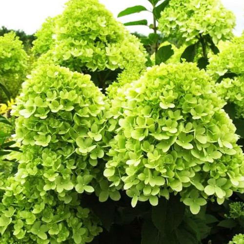 Гортензія волотиста Лаймлайт (Limelight) C3