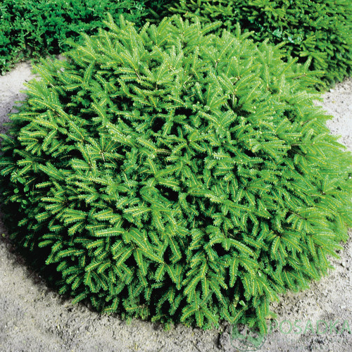 Ялина європейська Нідіформіс (Nidiformis) р9