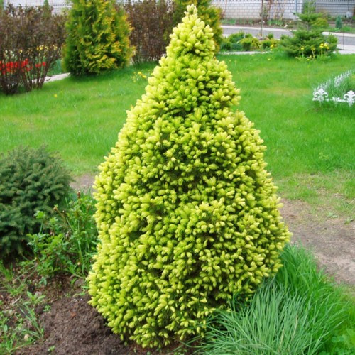 Ялина канадська Дейзі Вайт (Daisys White) C2