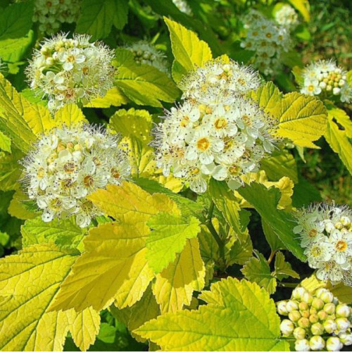 Пухироплідник калинолистий Лютеус С3