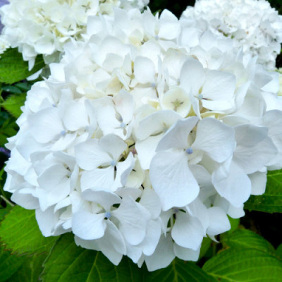 Айс Бой (Ace Boy) 3 річна