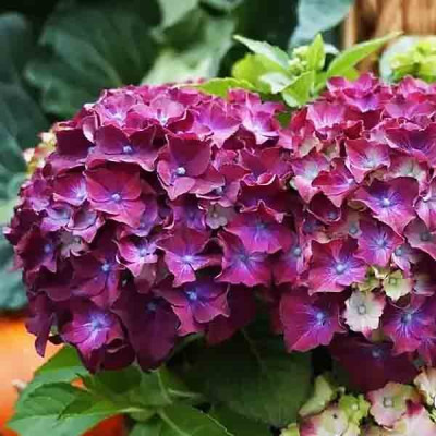 Хот Ред Пурпл 2 річна