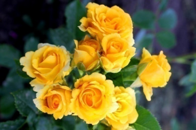 Сан Сіті (Sun City)