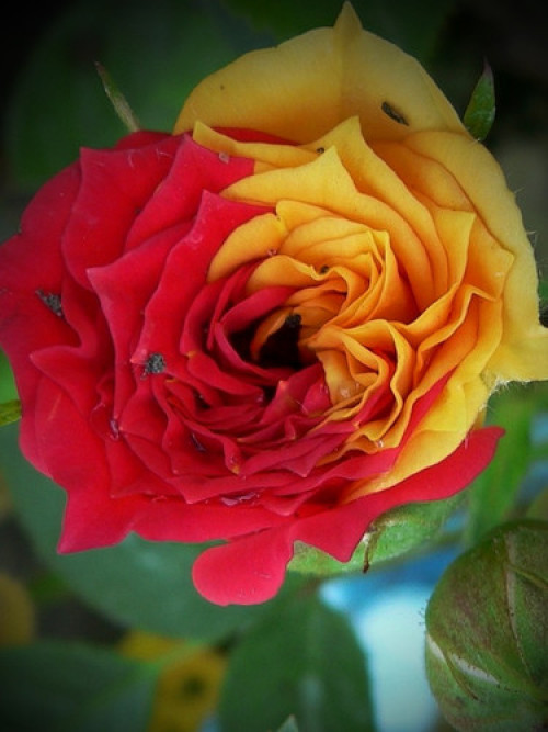 Чілі Клементина