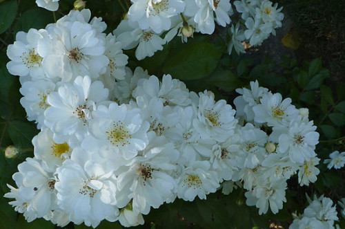 Гірленд де Амур