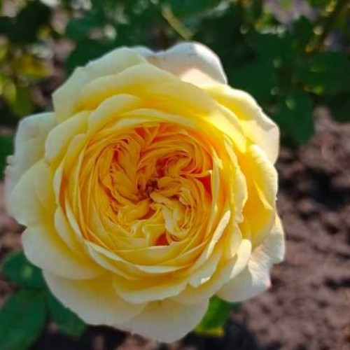 Єллоу Вувузела