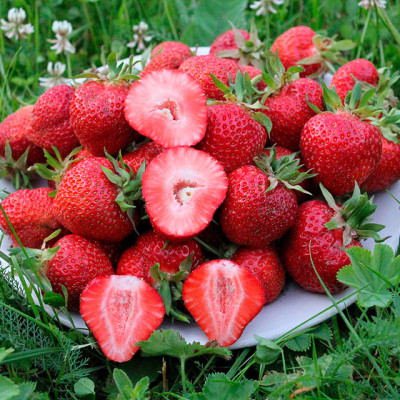 Аліна (ремонтантна) р9