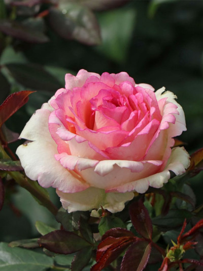 Сувенір де Баден-Баден (Souvenir de Baden - Baden)