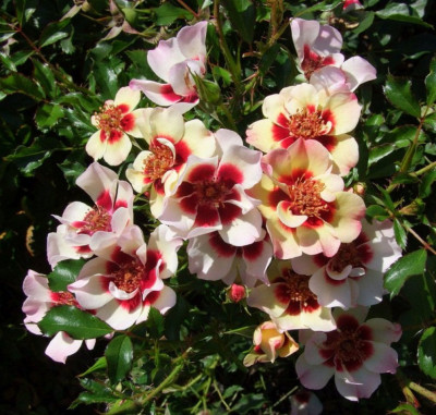 Пастель Бебілон Айс